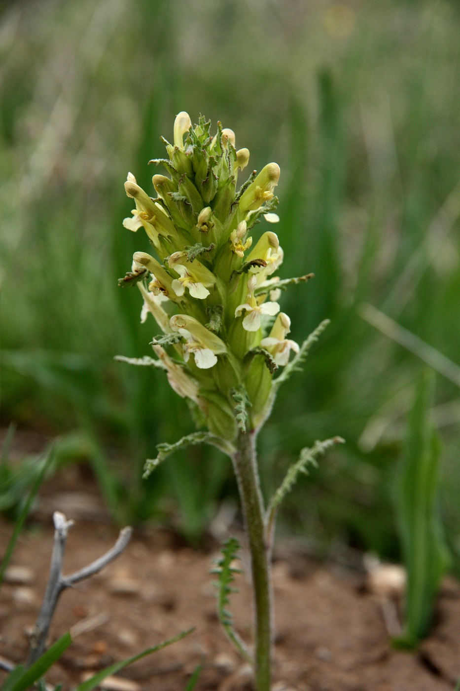 Изображение особи Pedicularis alatauica.