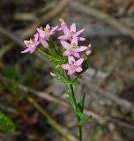 Centaurium subspecies turcicum