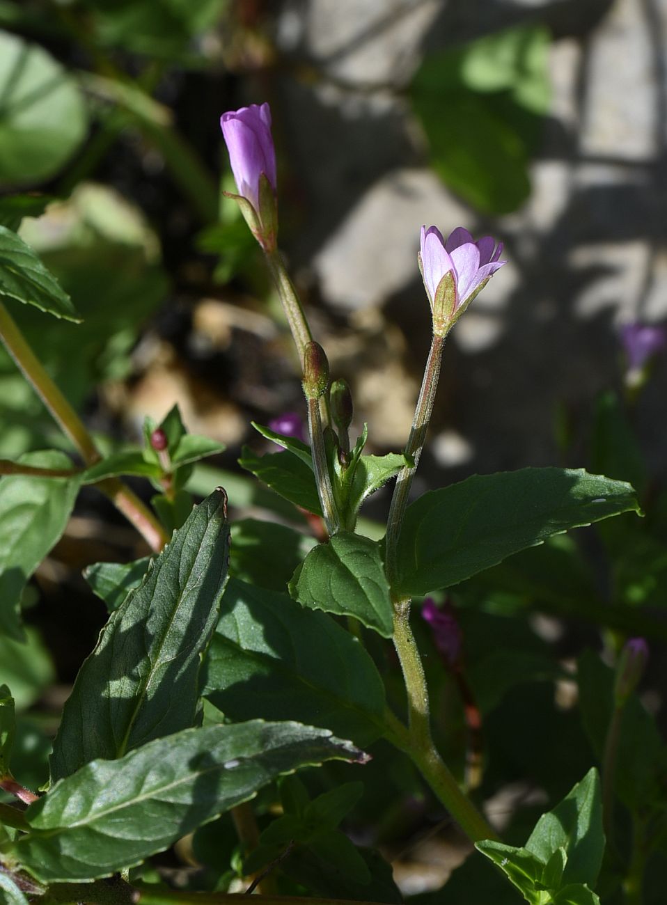 Изображение особи Epilobium montanum.