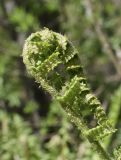 genus Dryopteris. Верхушка разворачивающейся вайи. Испания, автономное сообщество Каталония, провинция Жирона, комарка Рипольес, муниципалитет Сеткасес, окр. н.п. Сеткасес, ≈1350 м н.у.м., пойма ручья Валь-Льобре, в подлеске прируслового лиственного леса. 14.05.2023.