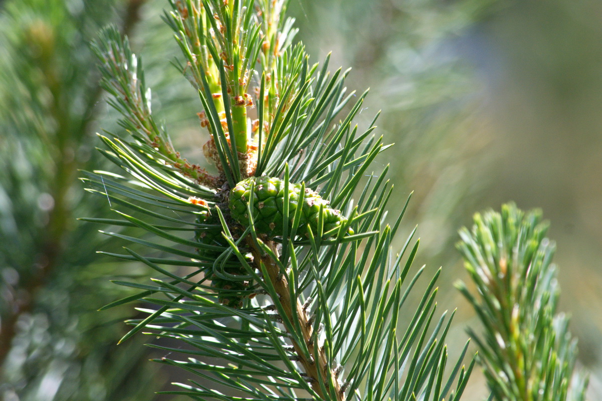 Image of Pinus sylvestris ssp. hamata specimen.