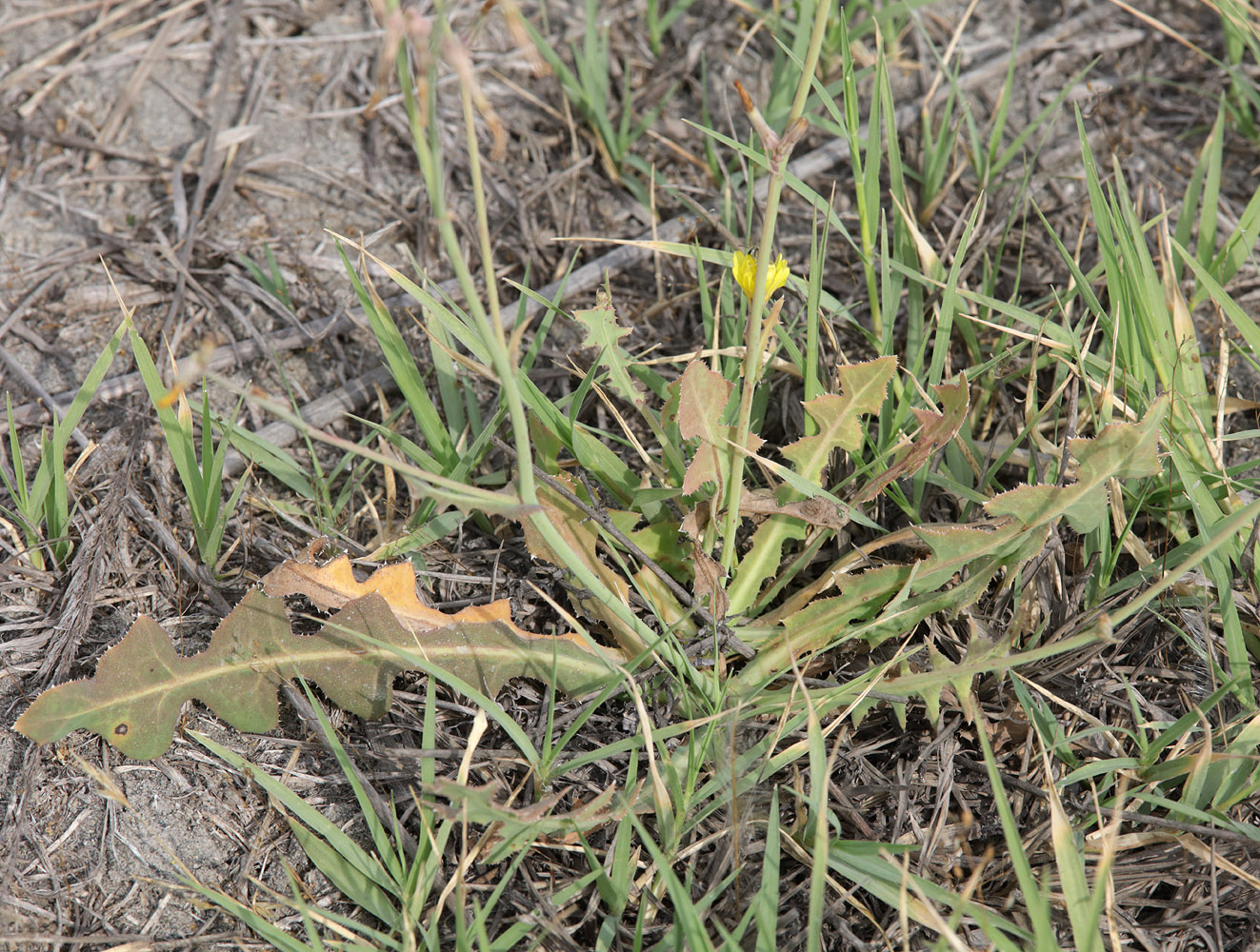 Изображение особи Paramicrorhynchus procumbens.