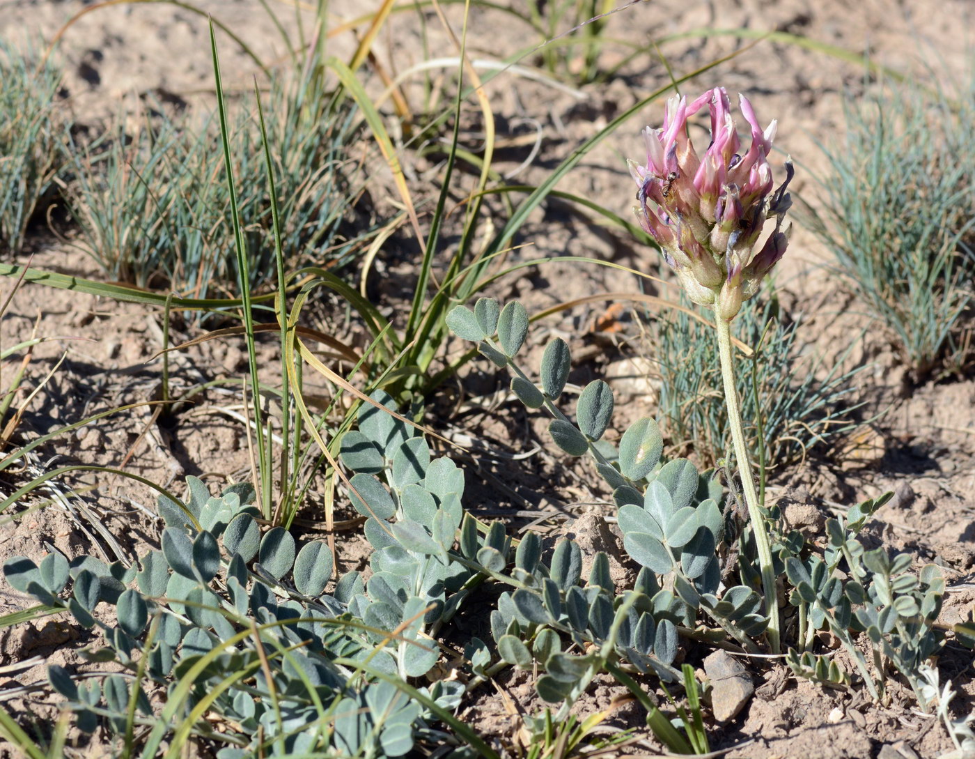 Изображение особи Astragalus platyphyllus.