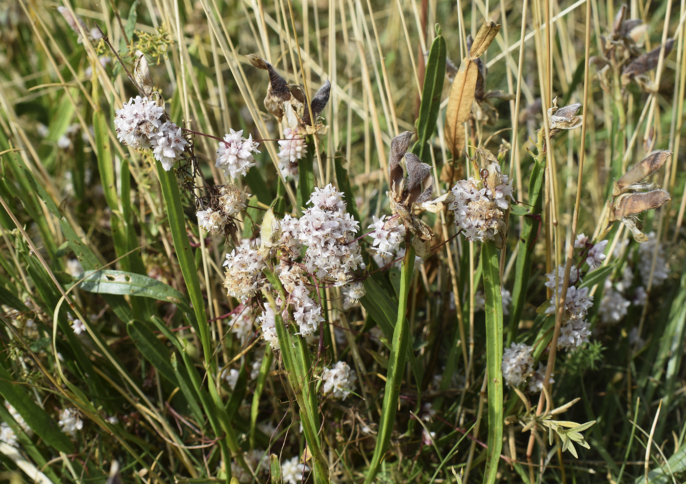 Image of Cuscuta epithymum specimen.