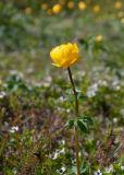 Trollius europaeus. Верхушка цветущего растения. Мурманская обл., Кольский р-н, сельское поселение Териберка, о. Кильдин, южный берег оз. Могильное, приморский луг. 24.06.2023.