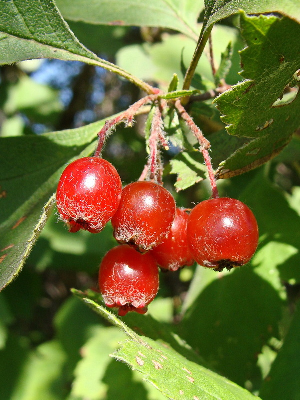 Изображение особи Crataegus maximowiczii.