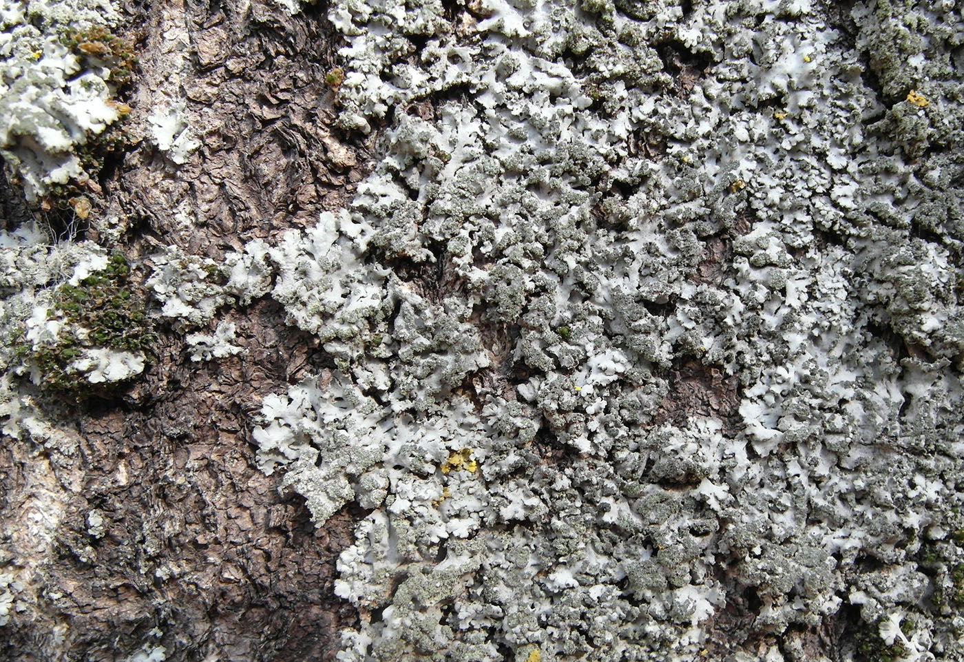 Image of Phaeophyscia orbicularis specimen.