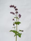 Salvia verticillata. Верхушка цветущего растения. Республика Молдова, пригород Кишинёва. 23 июня 2010 г.