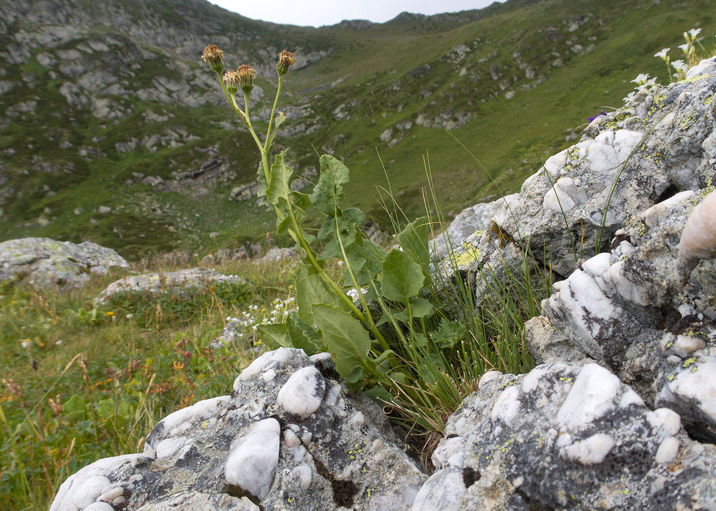 Изображение особи Senecio taraxacifolius.