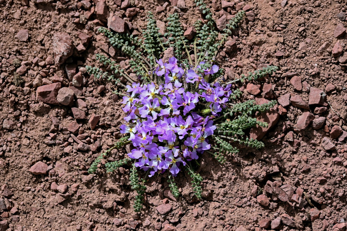 Image of Chorispora bungeana specimen.