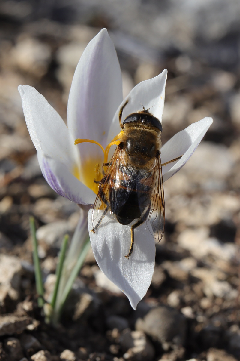 Image of Crocus tauricus specimen.