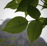 Staphylea colchica