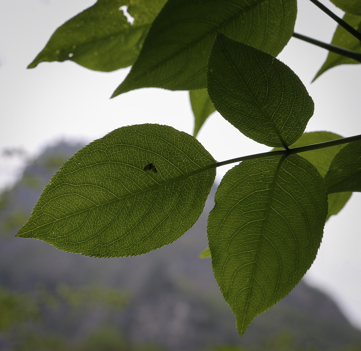 Image of Staphylea colchica specimen.