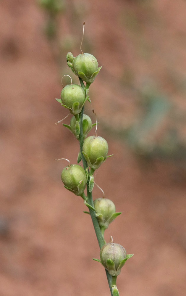 Image of Linaria popovii specimen.