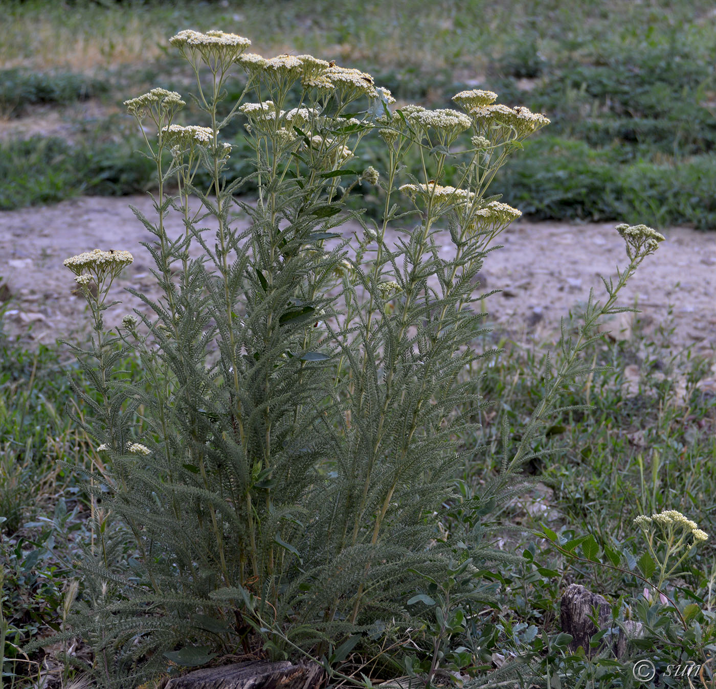 Image of Achillea millefolium specimen.