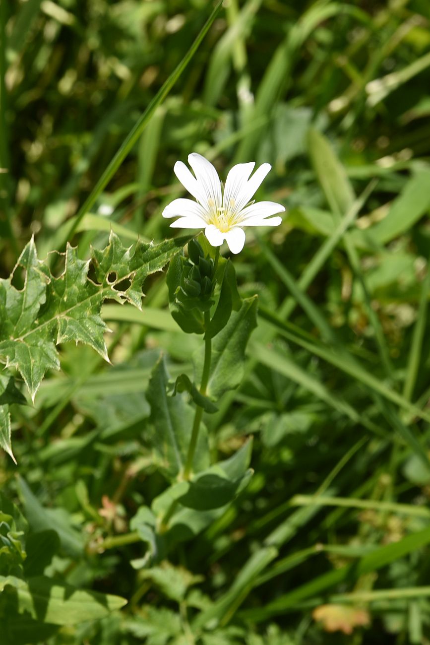 Image of genus Cerastium specimen.