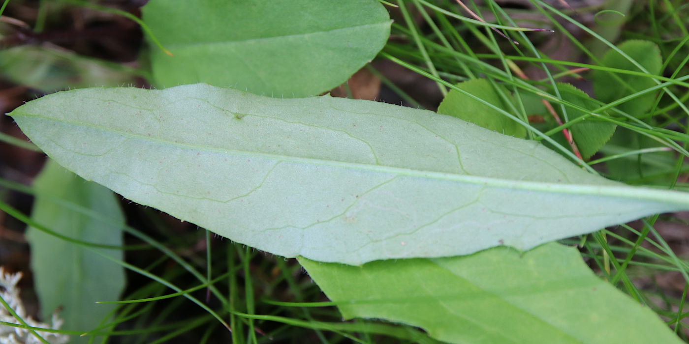 Image of Hieracium porrigens specimen.