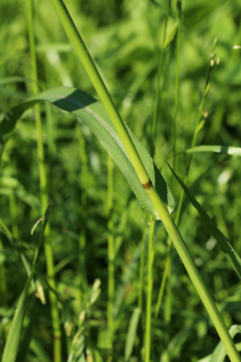 Изображение особи Echinochloa crus-galli.