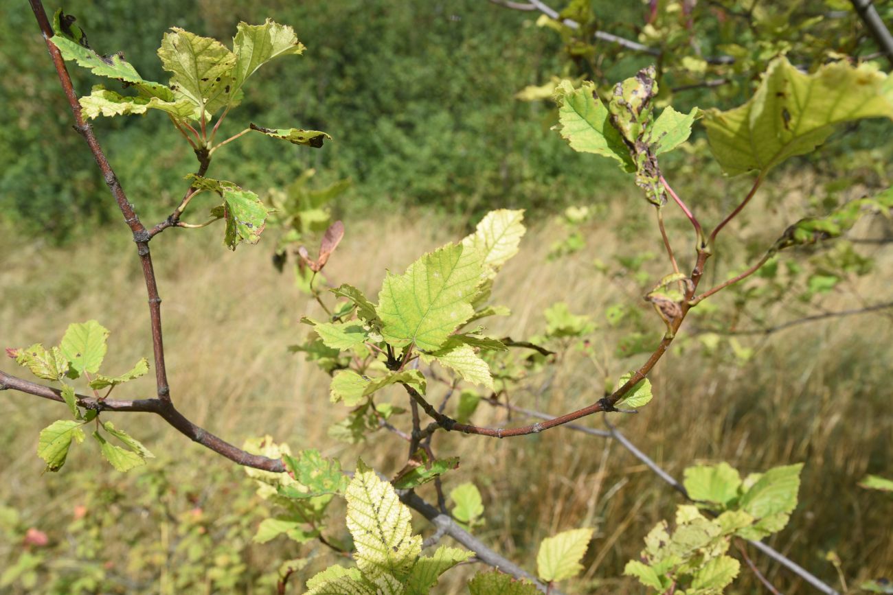 Image of Acer tataricum specimen.