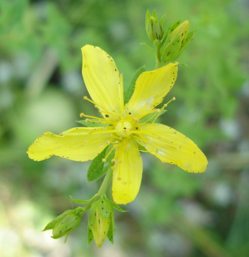 Изображение особи Hypericum perforatum.