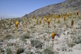 Eremurus stenophyllus. Аспект цветущих растений. Таджикистан, Горно-Бадахшанская автономная обл., Ишкашимский р-н, Ишкашимский хр., дол. р. Памир, выс. ≈ 3800 м н.у.м., сухой песчаный склон. 3 июля 2024 г.