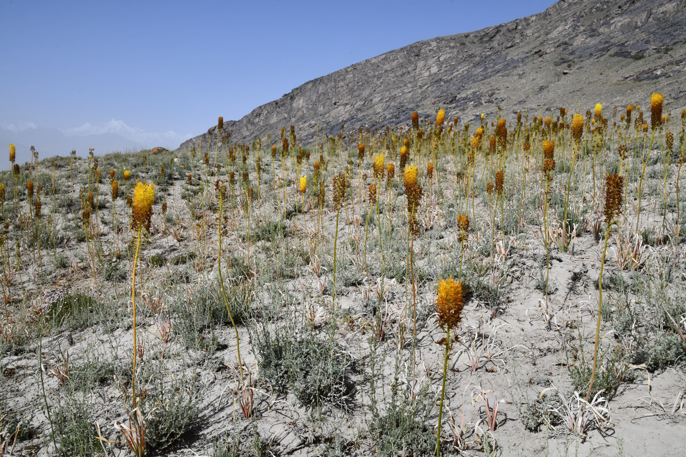 Изображение особи Eremurus stenophyllus.