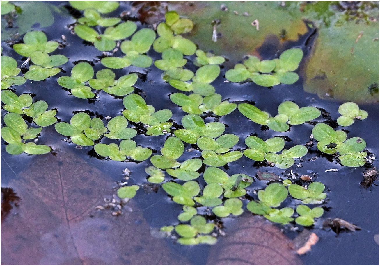 Image of Lemna gibba specimen.