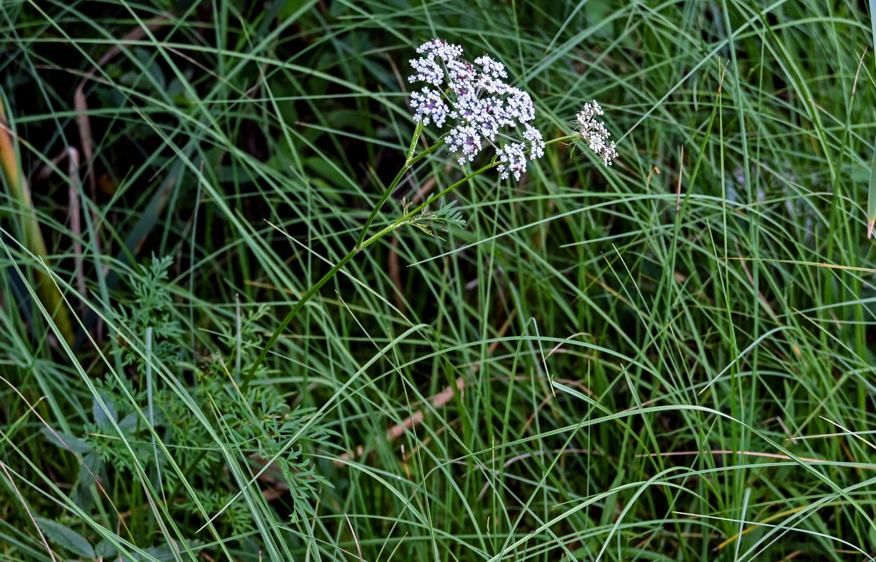 Изображение особи Thyselium palustre.