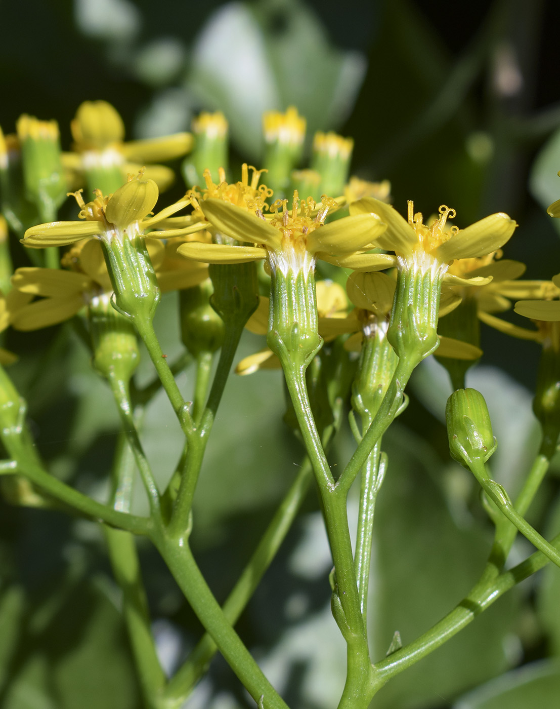 Image of Senecio angulatus specimen.