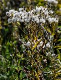 Senecio sarracenicus. Верхушка побега с соплодиями и листьями в осенней окраске с грибными поражениями. Московская обл., Дмитровский гор. округ, дол. р. Волгуша, луг. 31.08.2024.