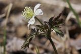 Anemone amurensis. Верхушка цветущего растения. Приморский край, Шкотовский р-н, окр. с. Новонежино, берег ручья. 14.04.2024.