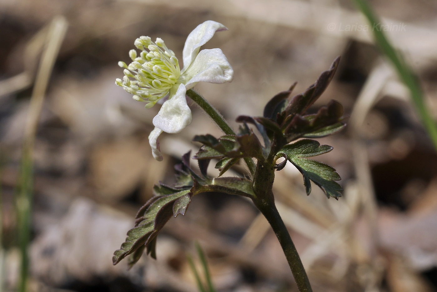 Image of Anemone amurensis specimen.