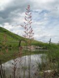 genus Agrostis. Верхушка колосящегося растения. Восточный Казахстан, Южный Алтай, сев. подножье хр. Сарымсакты, Бухтарминская впадина, ур. Кара-Джир, берег термального ручья. 6 июля 2024 г.