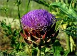 Cynara scolymus. Соцветие. Московская обл., Раменский р-н, окр. дер. Хрипань, садовый участок. 03.10.2024.