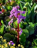 Bergenia crassifolia. Верхушка цветущего растения. Брянская обл., г. Брянск, в культуре. 02.05.2024.