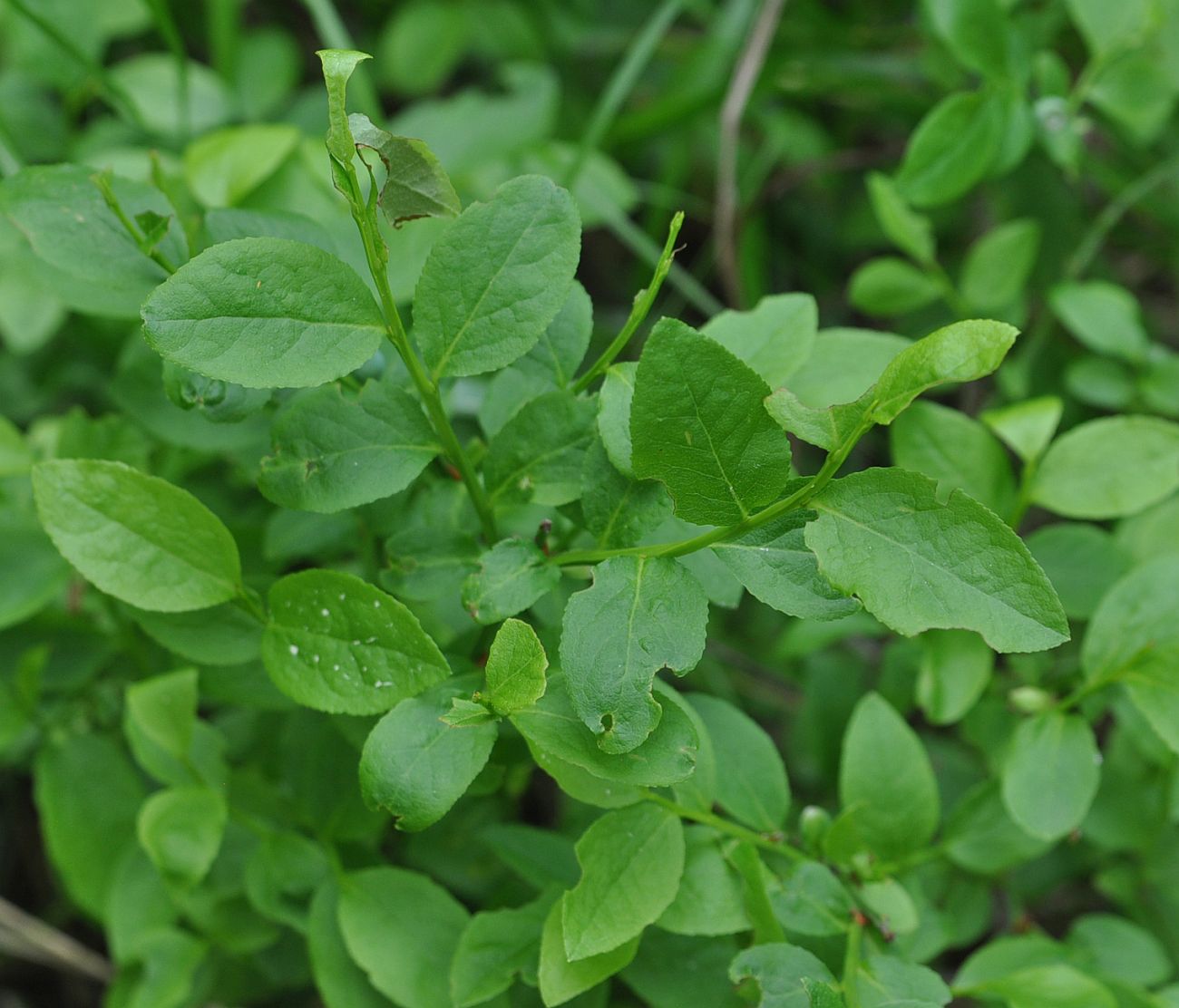 Image of Vaccinium myrtillus specimen.