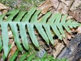 Polypodium vulgare