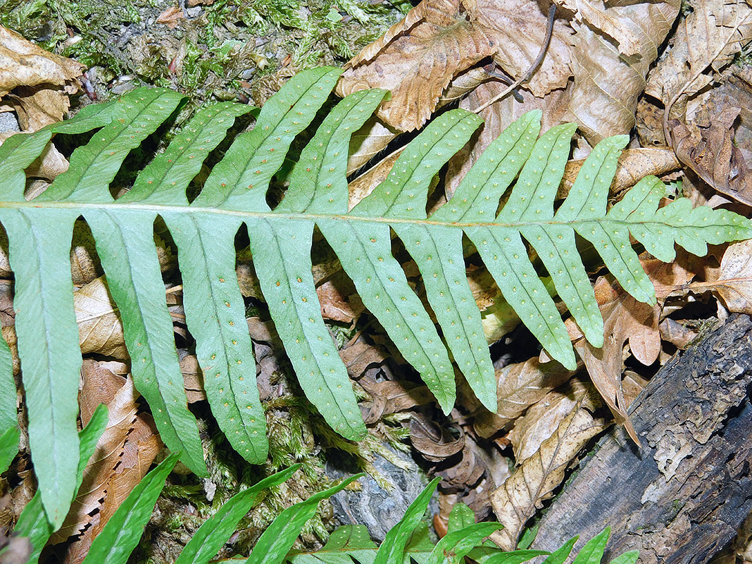 Image of Polypodium vulgare specimen.