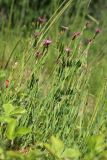 Dianthus deltoides. Цветущие побеги среди побегов злаков и Vicia cracca. Ленинградская обл., Ломоносовский р-н, окр. Шепелёвского маяка; п-ов Каравалдай, побережье Финского залива, сухой суходольный разнотравно-злаковый луг на поляне среди смешанного леса. 16.06.2024.