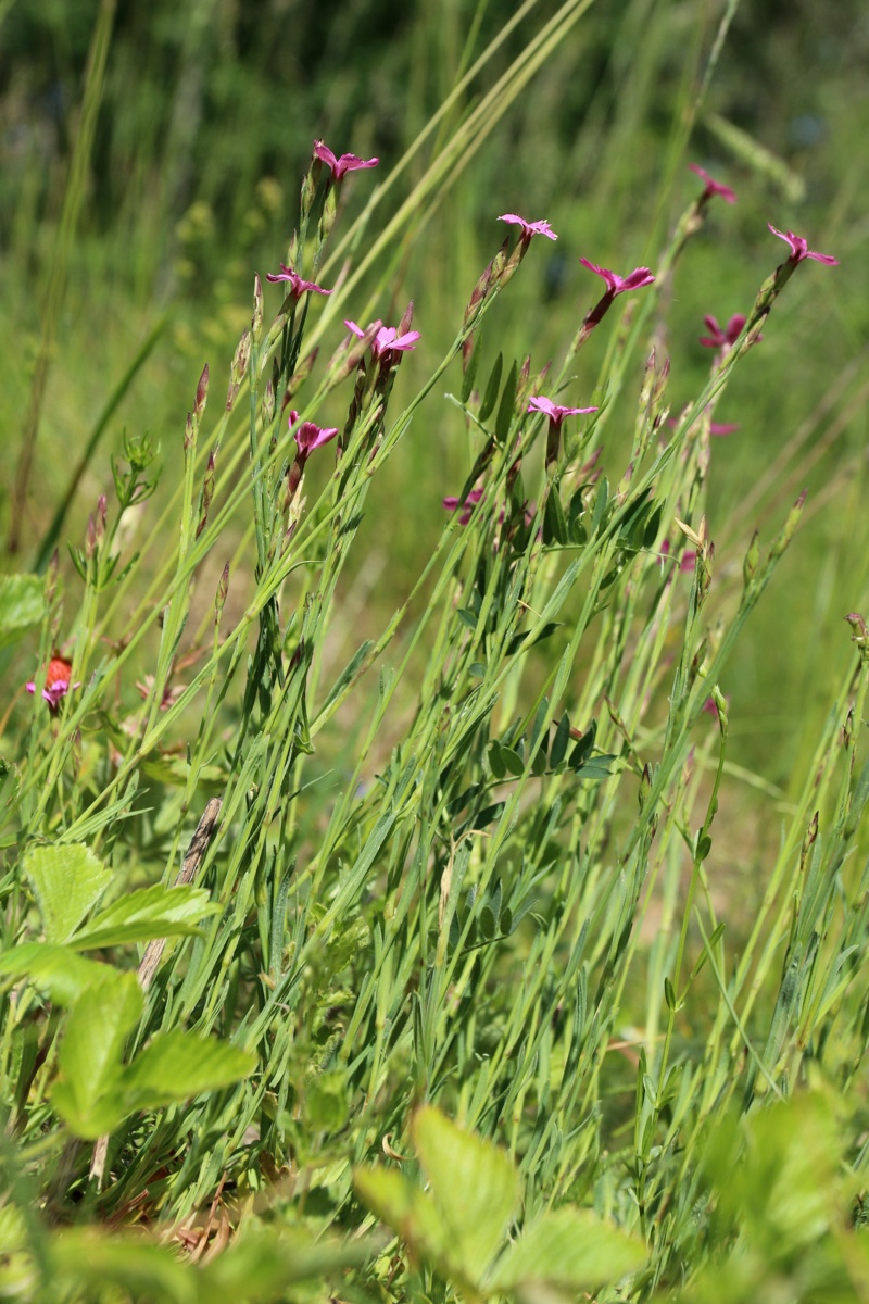 Image of Dianthus deltoides specimen.