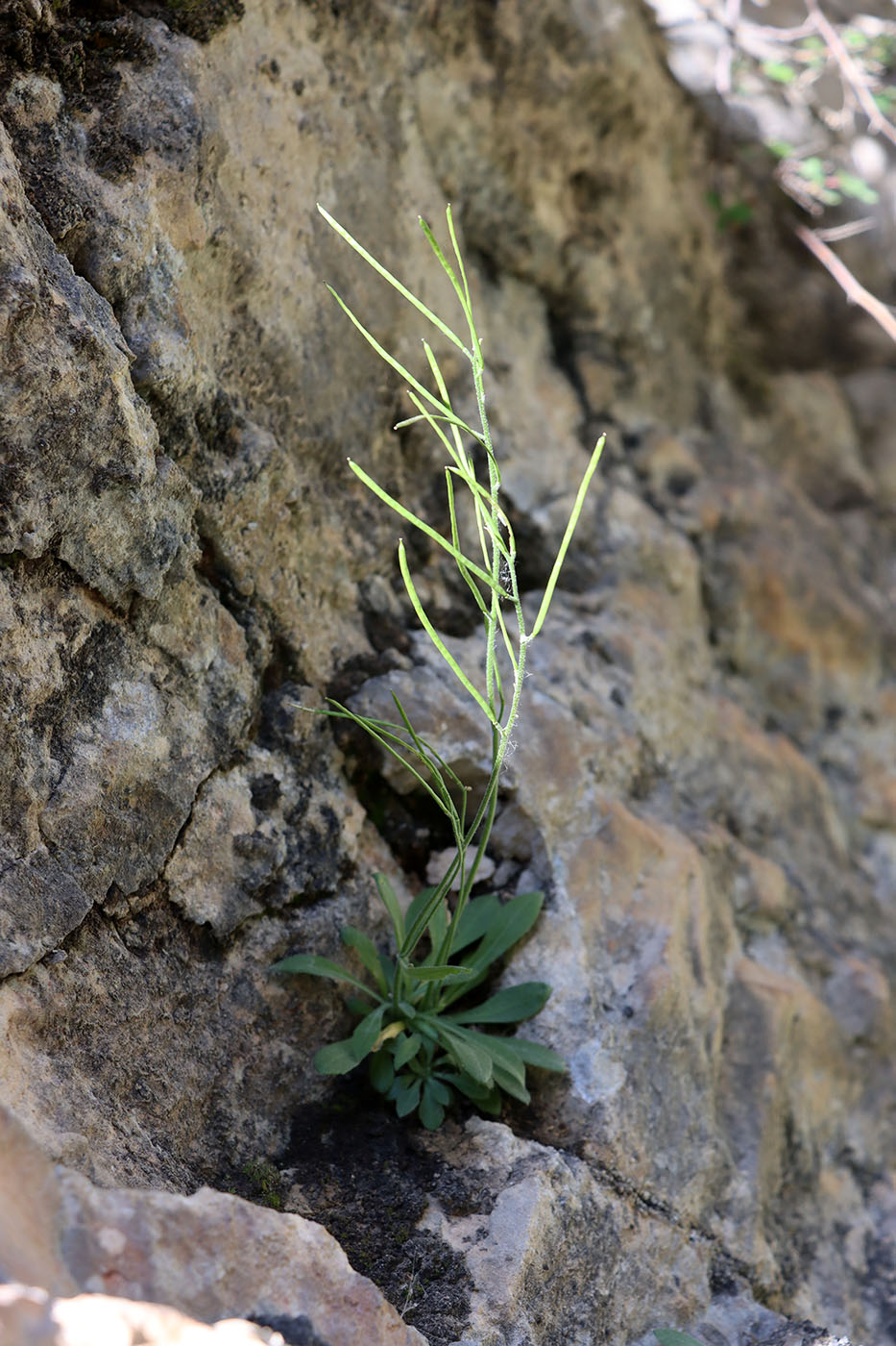 Image of Arabis kokanica specimen.