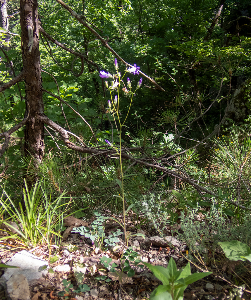 Изображение особи род Campanula.