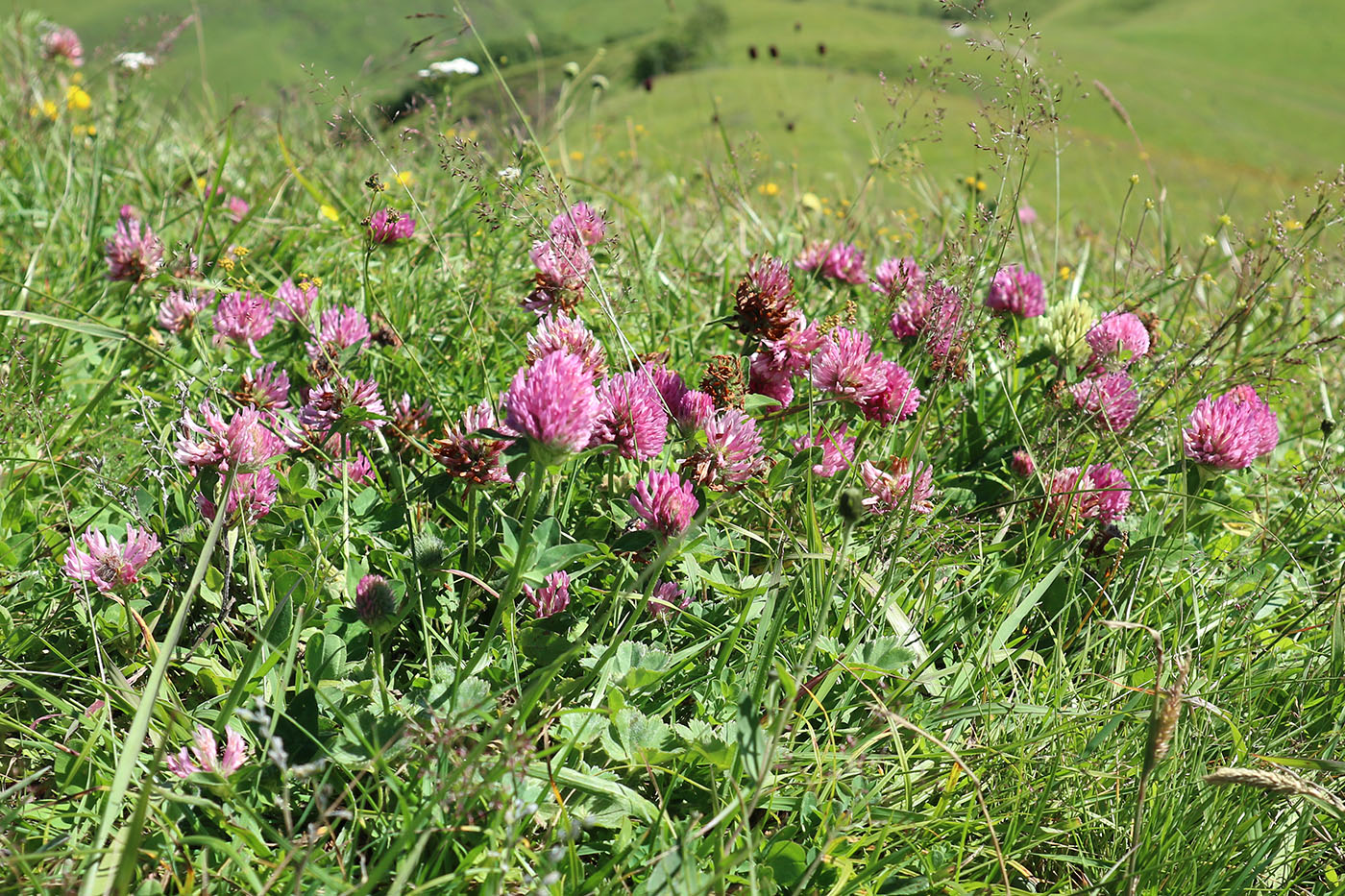 Image of genus Trifolium specimen.