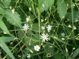 Stellaria filicaulis