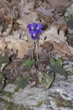 Viola dehnhardtii. Цветущее растение. Крым, Бахчисарайский р-н, окр. с. Соколиное, скалистый берег р. Коккозка. 25.03.2025.