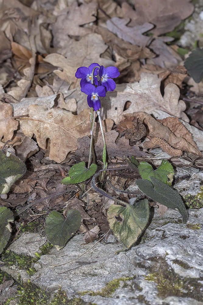 Изображение особи Viola dehnhardtii.