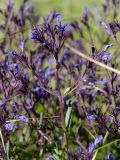 View full-size image Nepeta ucranica