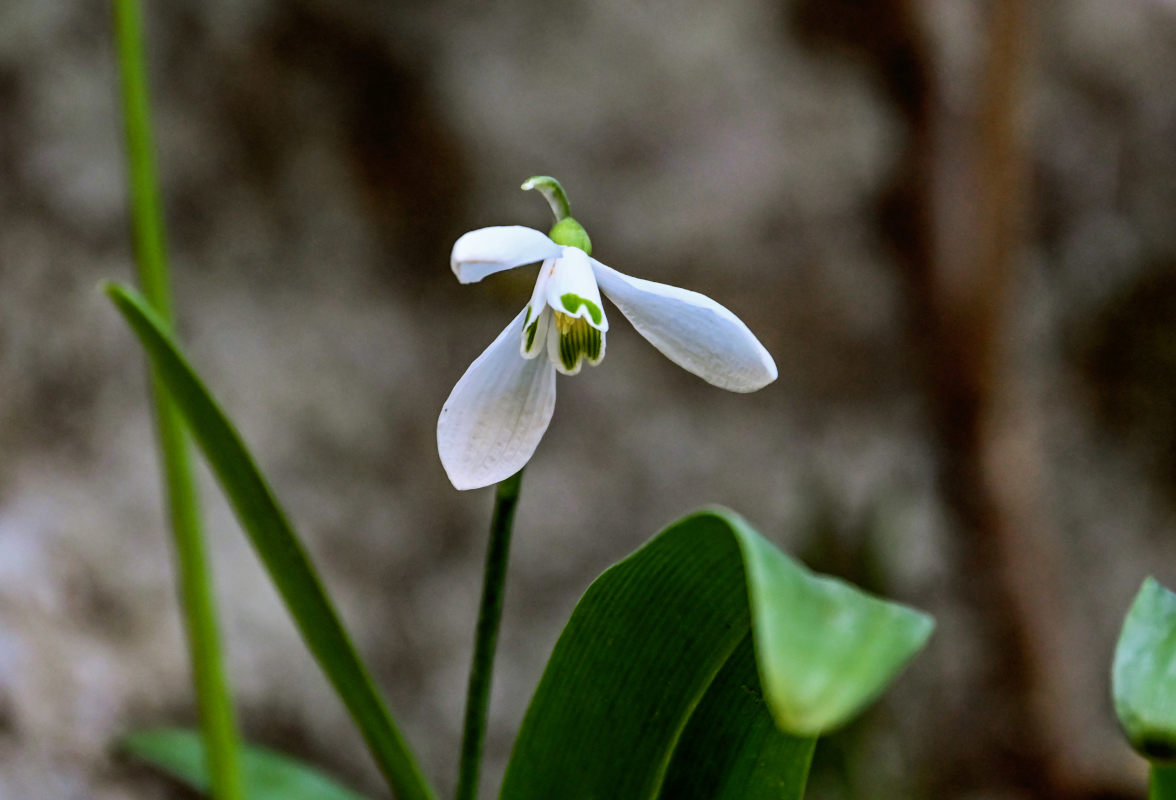 Image of Galanthus woronowii specimen.