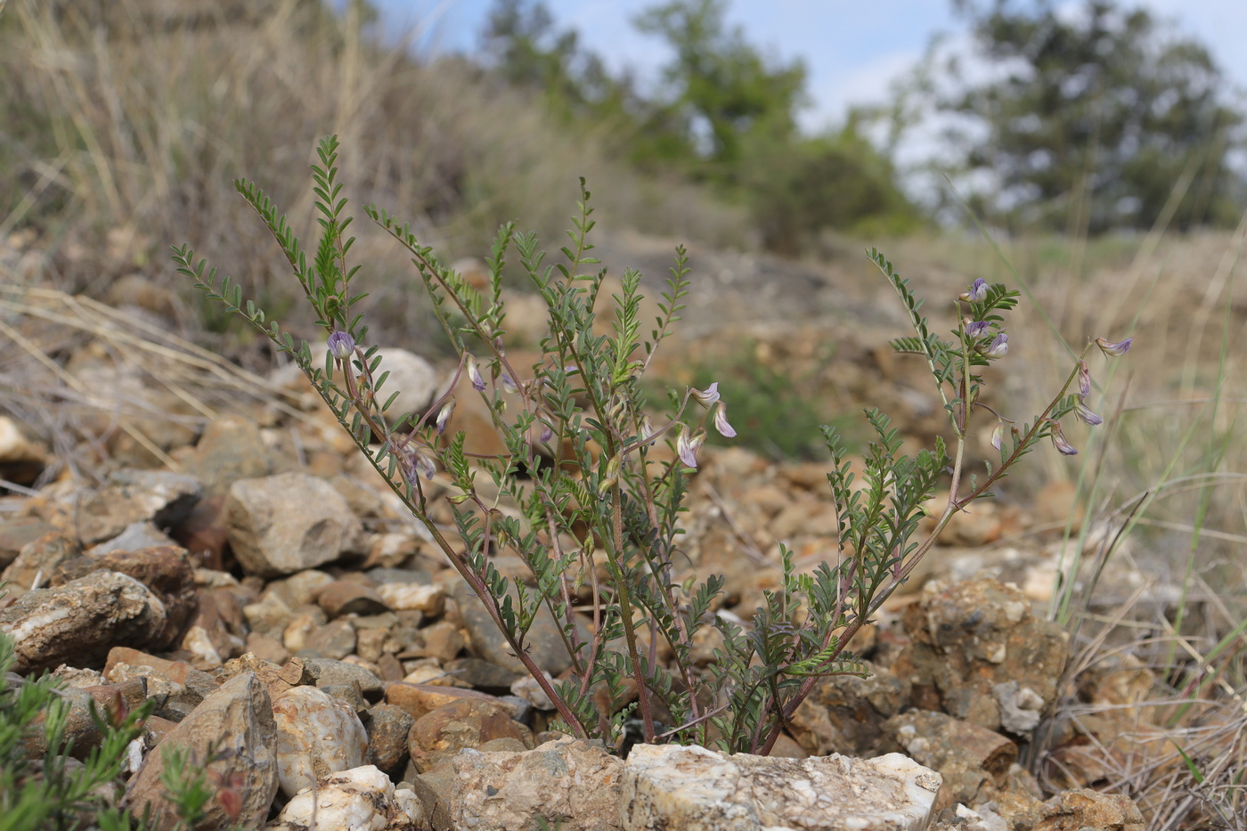 Image of Vicia ervilia specimen.
