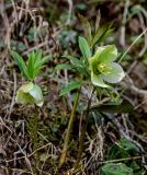View full-size image Helleborus caucasicus